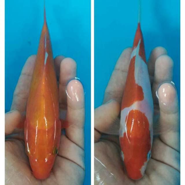 Duet baby prospek 15-20cm