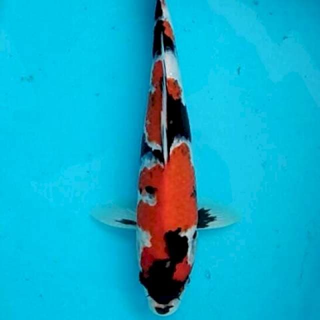 Showa bunga mawar cakep 27cm
