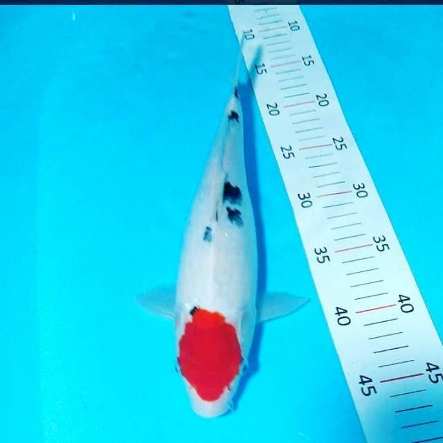 Tancho sanke 31cm