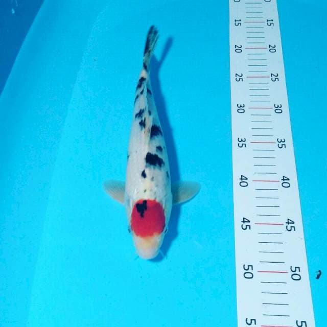 Tancho showa 29cm