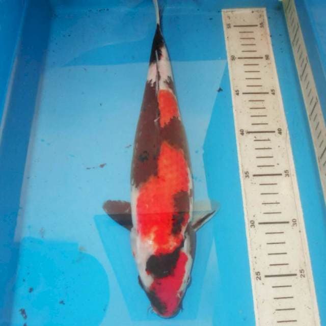 Showa 40 cm