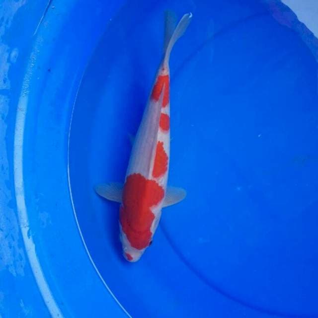 Kohaku F1