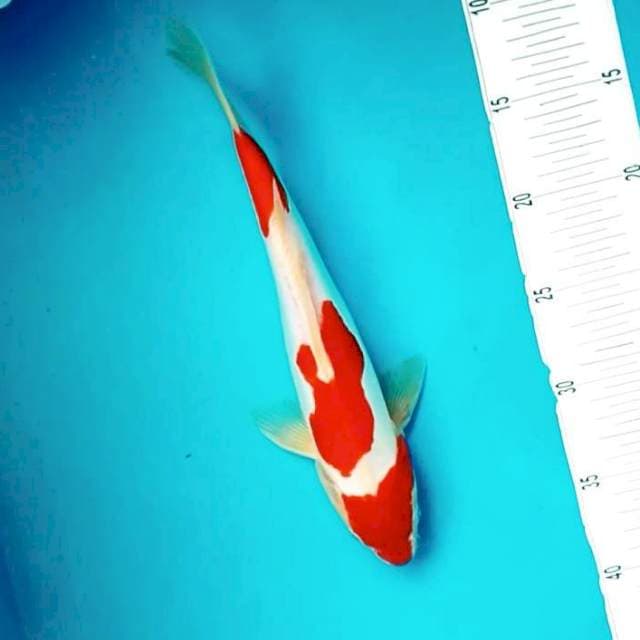vii. Doitsu Kohaku || 30 cm