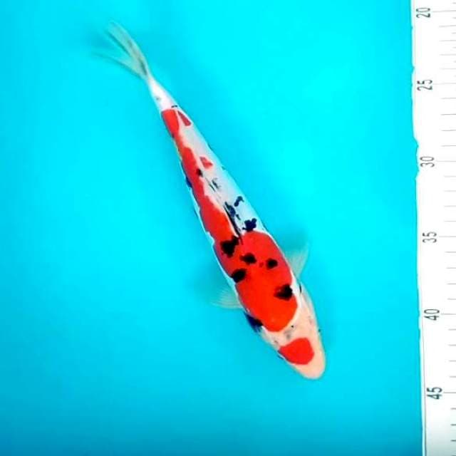 x. Doitsu Maruten Sanke || 27 cm
