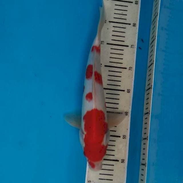 Kohaku
