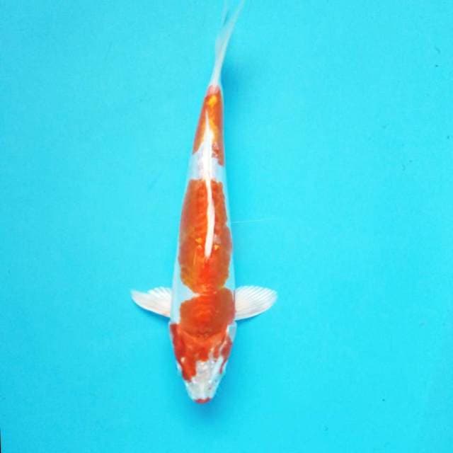 1. Kohaku Doitsu Hikari || 27 cm