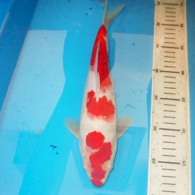 RED SMOKE KOHAKU