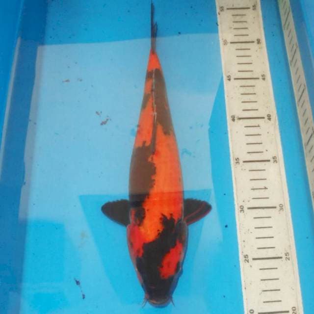HI UTSURI BLACK CROSS
