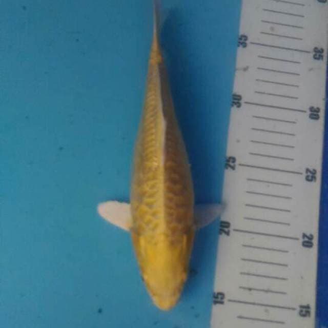 Yambuki Aragoke