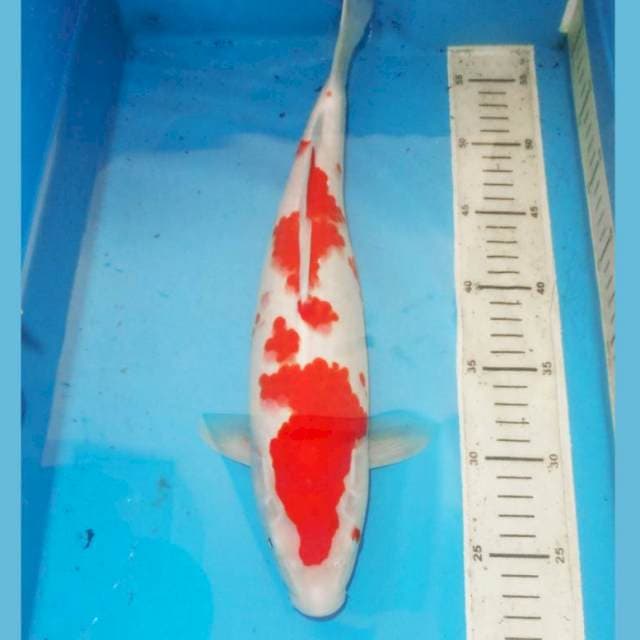 KOHAKU BUNGA SAKURA