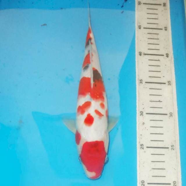 27cm KINDAI SANKE bersih