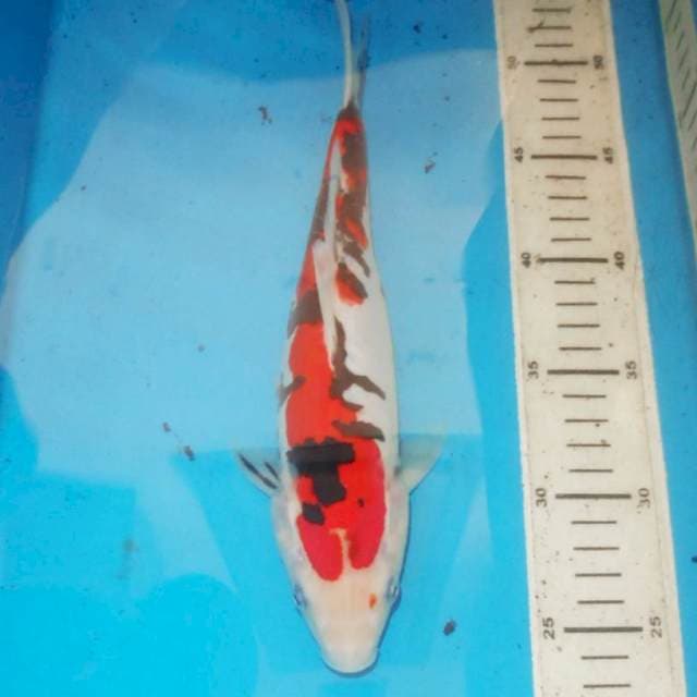 28cm DOITSU SHOWA
