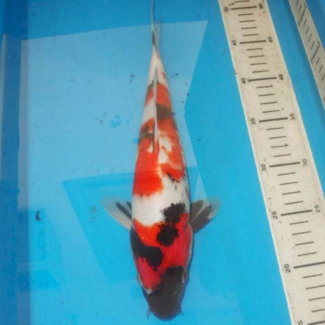 34cm KINDAI SHOWA 3 step