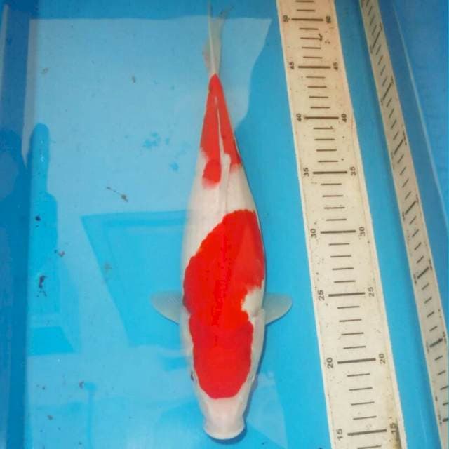 34cm KOHAKU RED DEVIL