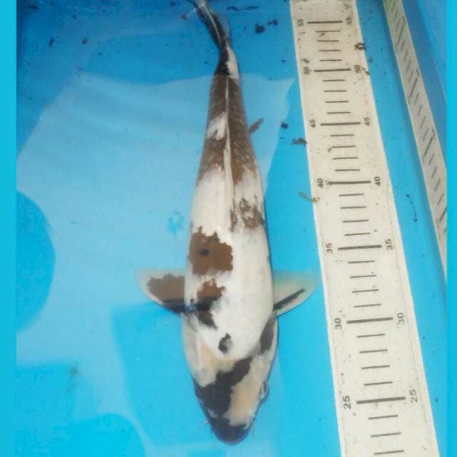 36cm SHIRO HQ