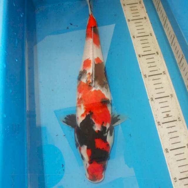 43cm F1 SHOWA APIK
