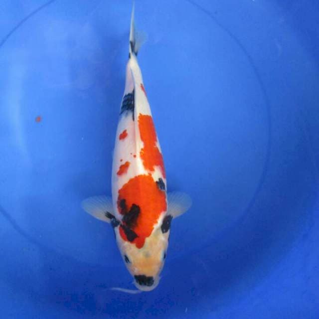Sansoku35bu