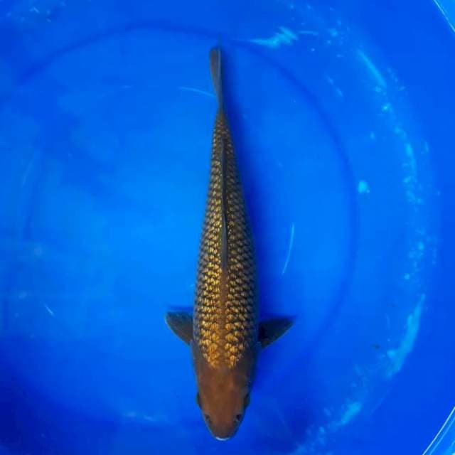 Penjinak Kolam