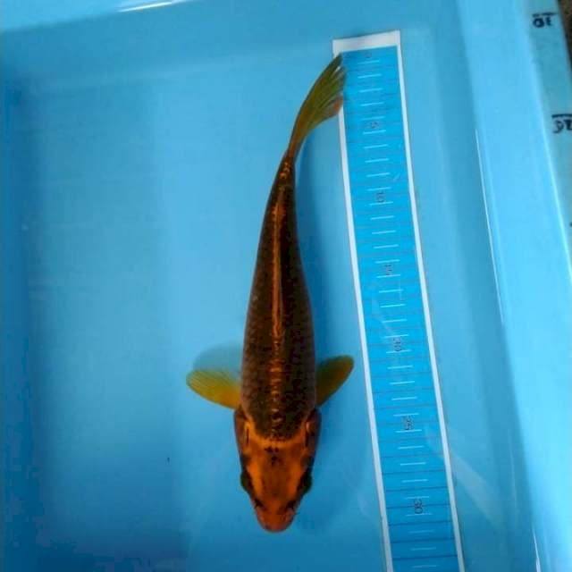 Aka matshuba tajam