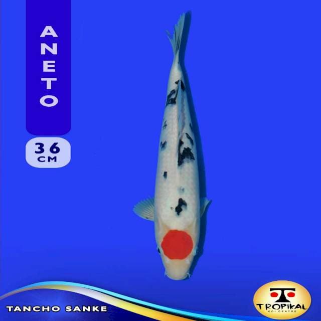 Tancho Sanke (Aneto Farm) 36cm. Import & Breeder Sertifikat