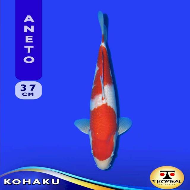 Kohaku (Aneto Farm) 37cm. Import & Breeder Sertifikat