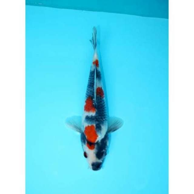KINDAI SHOWA 22 CM FEMALE