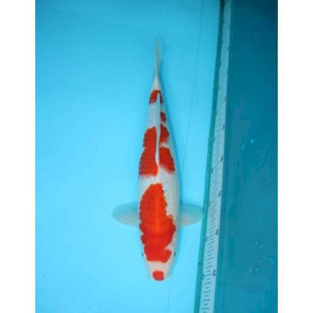 YONDAN KOHAKU KUCIBENI 36CM
