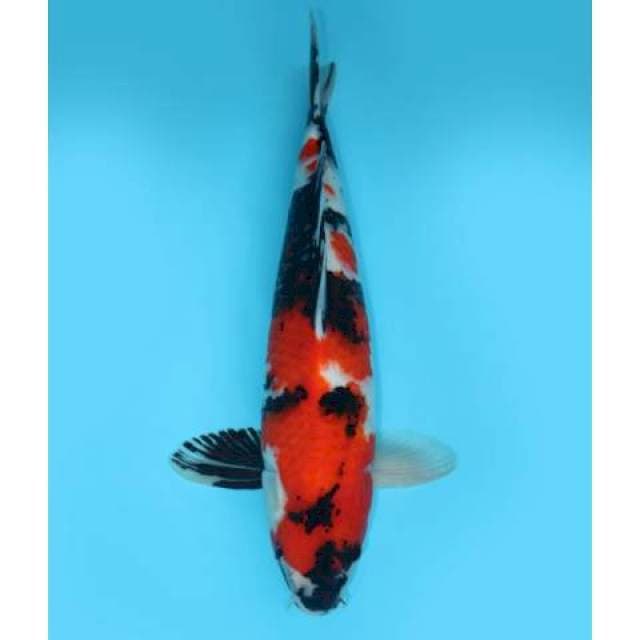 SHOWA SANSHOKU 39 CM