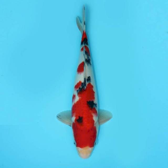 SANKE STRONG 32 CM