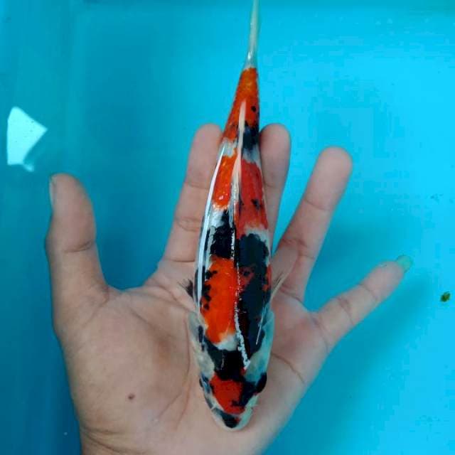 SOWA ORI SQ 20cm