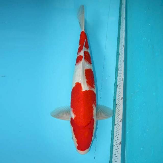 YONDAN KOHAKU 40 CM