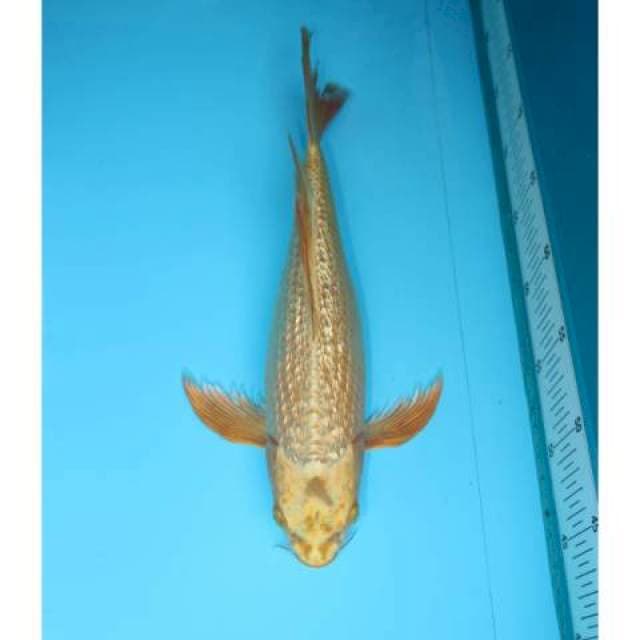 KUMPAY KIN MATSHUBA 34 CM