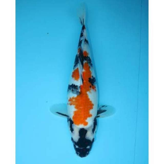 KINDAI SHOWA 35 CM