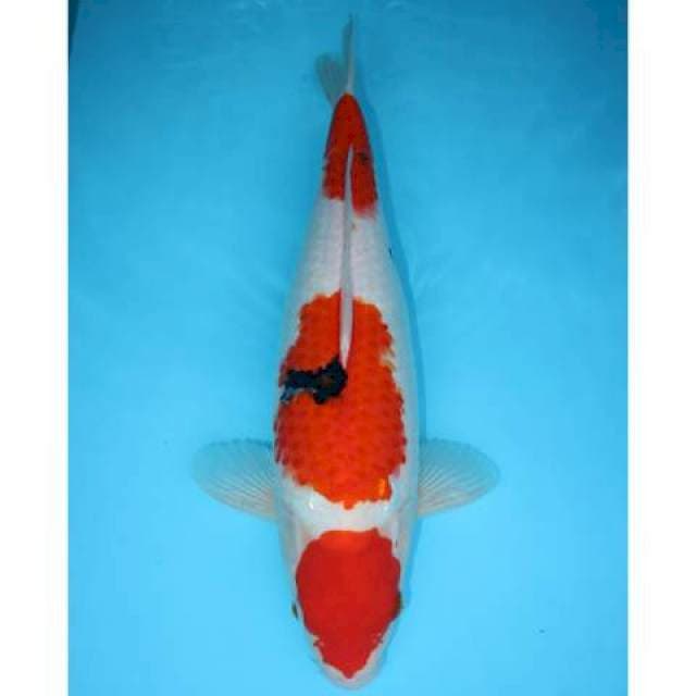 MARUTEN SANKE TATEGOI 44 CM