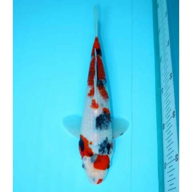KINDAI SHOWA 25 CM FEMALE