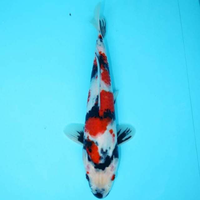 KINDAI SHOWA BOZU 25 CM FEMALE