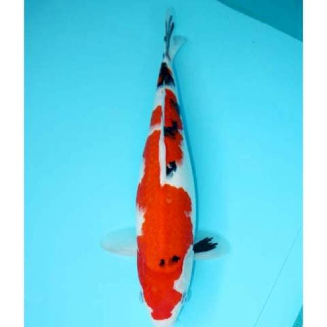SHOWA TATEGOI 34 CM