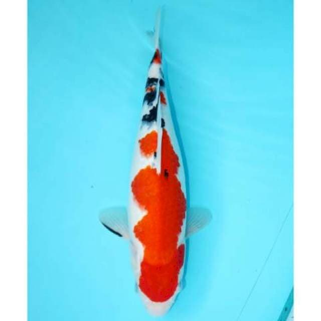 SANKE SANDAN TEJIMA 33 CM