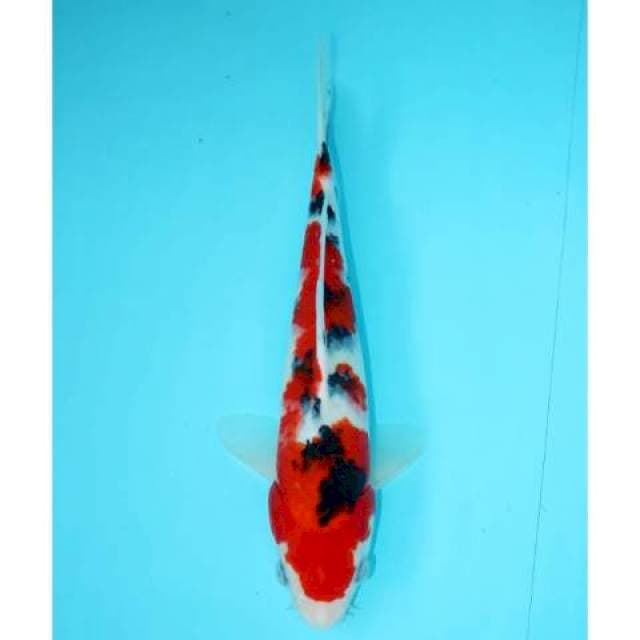 SANKE 27 CM