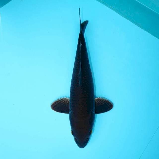 HAJIRO 30 CM
