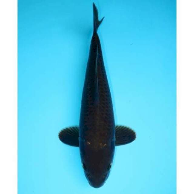 CHAGOI 29 CM