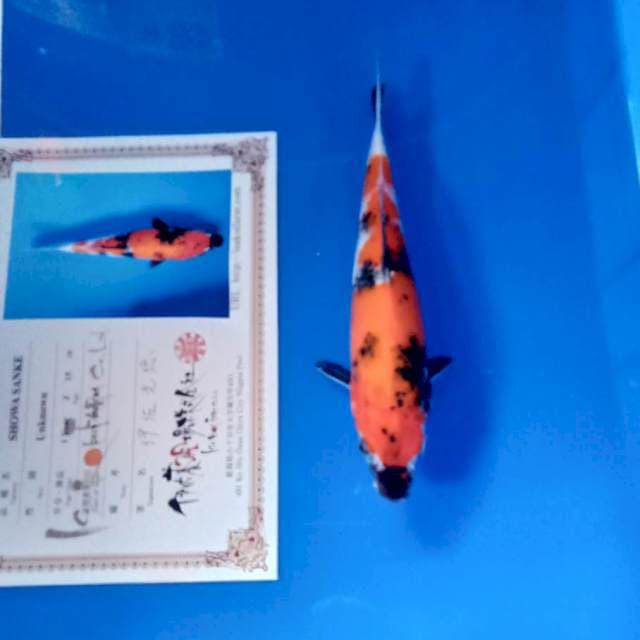 Showa import serty lengkap