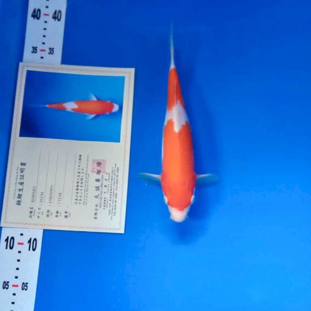 Kohaku import serty