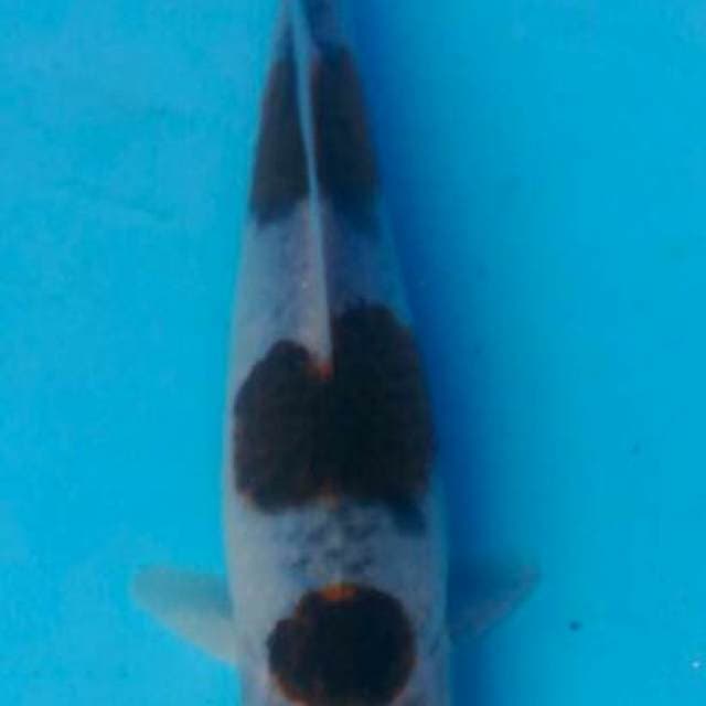 Budho Goromo