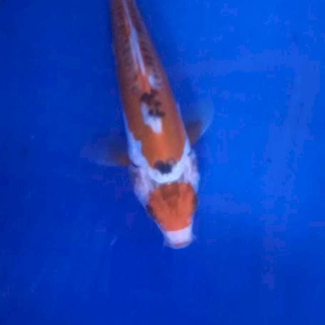 Maruten hana antik 2