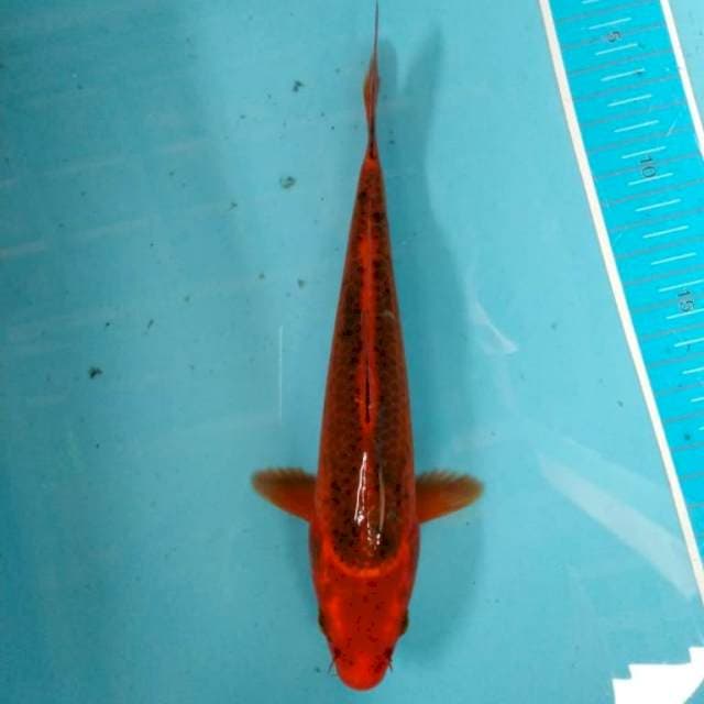 Aka matshuba merah tajam