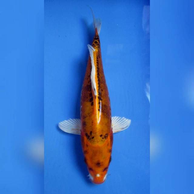 KAWARIMONO DOITSU 32CM