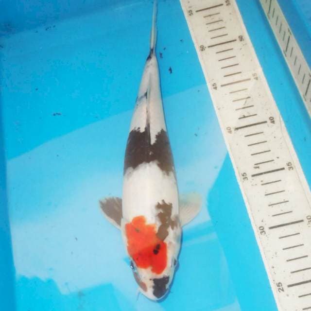 Tanco showa30 cm