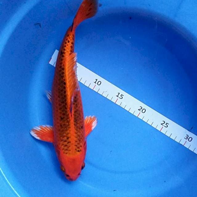 Matsuba 33cm male
