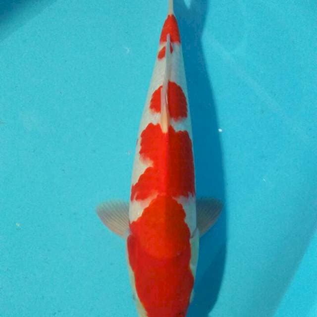 Kohaku HQ Joss